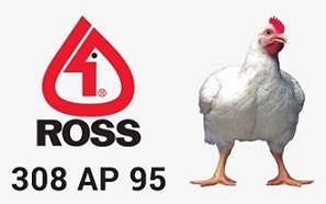 ROSS 308 AP 95