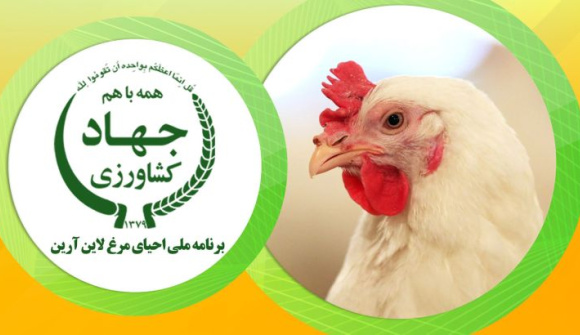 جوجه یکروزه گوشتی آرین