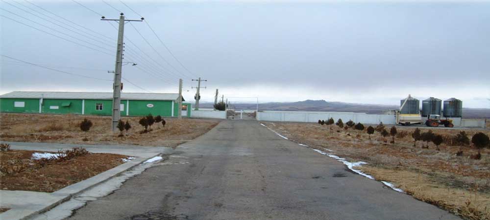 Green Plains Ancestral Chicken