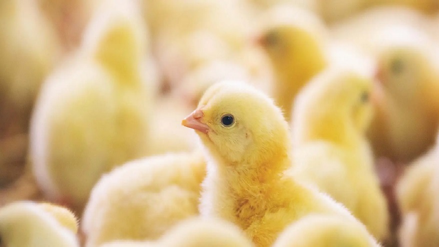 جوجه یکروزه گوشتی