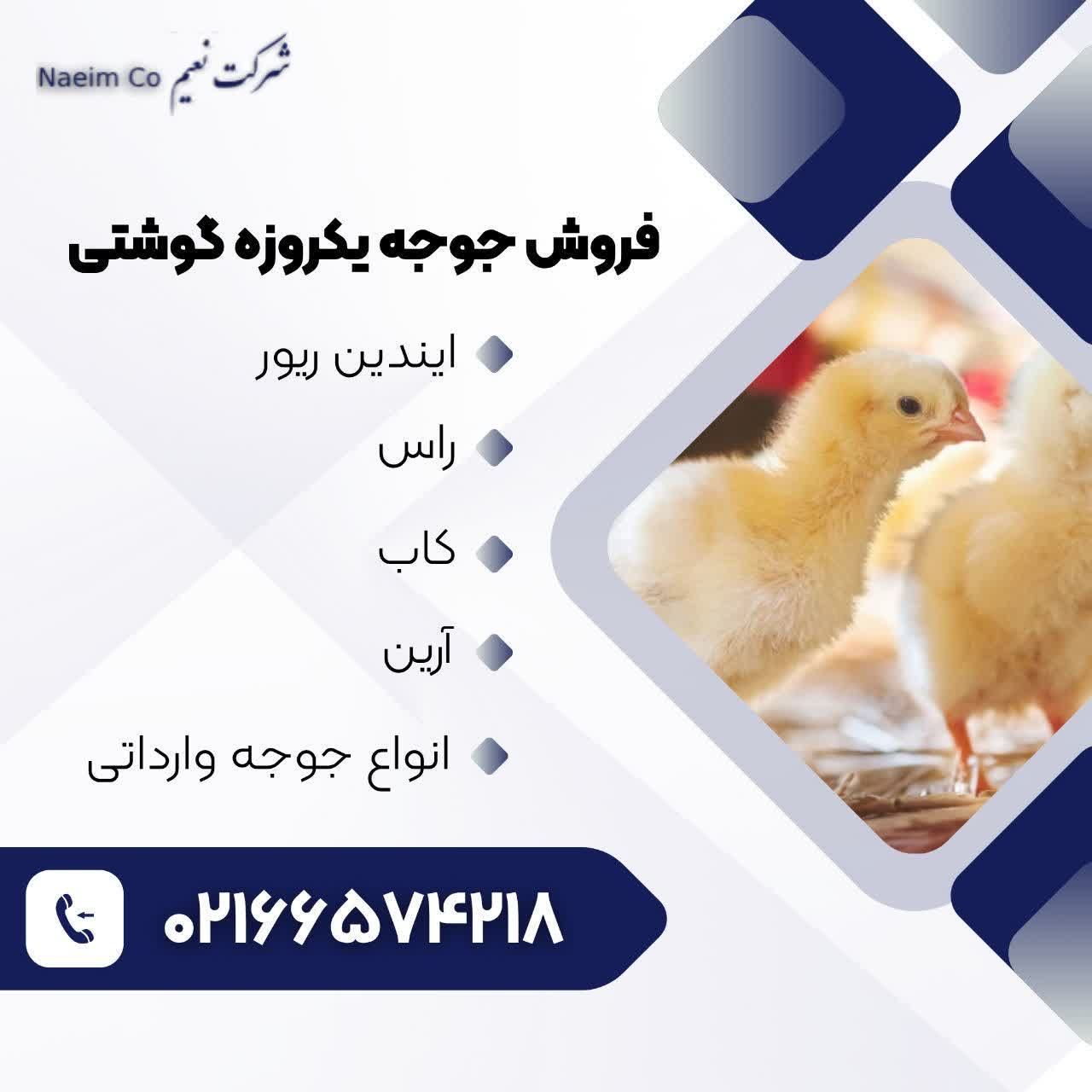 شرکت نعیم