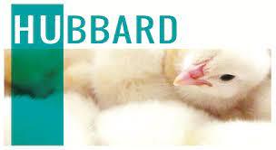 جوجه یک روزه گوشتی هوبارد