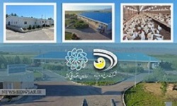 مجموعه مرغ اجداد و مادر دیزباد