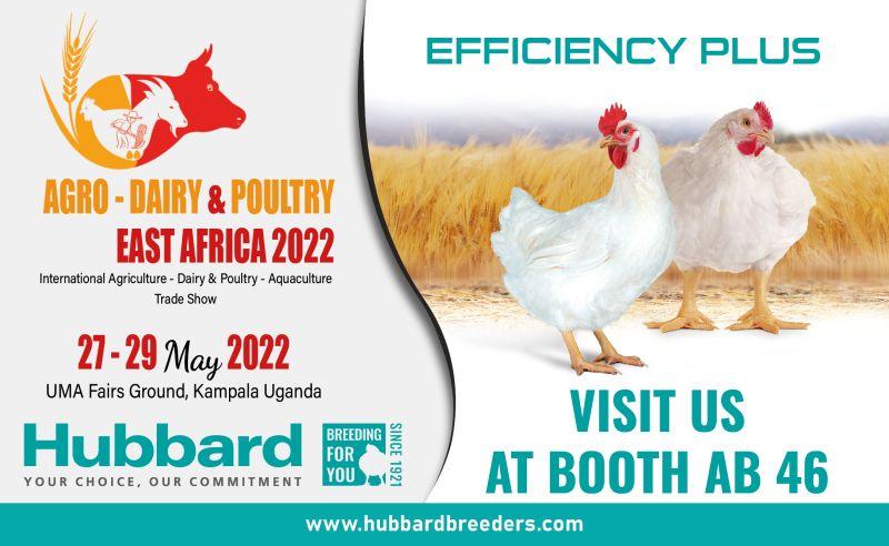 جوجه یک روزه گوشتی هوبارد