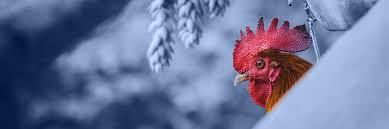 صفحه قیمت دسته - پایین