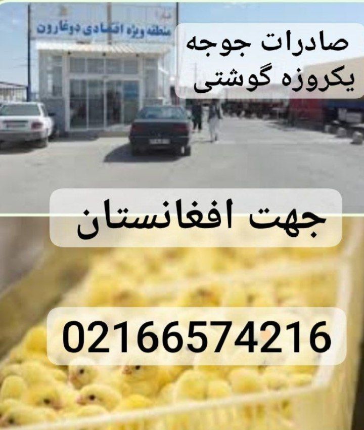 صادرات جوجه یکروزه گوشتی به افغانستان