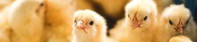 صفحه قیمت دسته - بالا