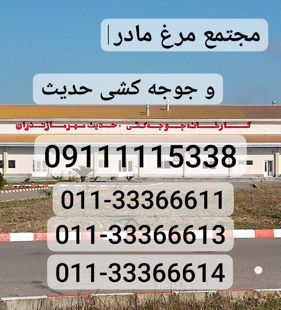 جوجه کشی حدیث مهر